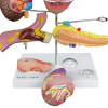 Modelo de Órgãos Afetados pela Diabetes em 11 partes