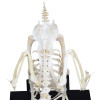 Esqueleto Natural Articulado de Galinha (Gallus Gallus Domesticus)
