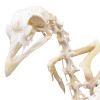 Esqueleto Natural Articulado de Galinha (Gallus Gallus Domesticus)