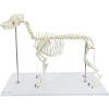 Esqueleto de Cachorro de Porte Grande (Resina Plástica)