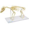 Esqueleto de Cachorro de Porte Pequeno (Resina Plástica)