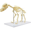 Esqueleto de Cachorro de Porte Pequeno (Resina Plástica)