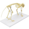 Esqueleto de Gato (Resina Plástica)