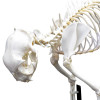 Esqueleto Natural de Gato Articulado (Felis Catus)