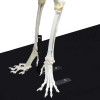 Esqueleto Natural de Cachorro Articulado (Canis Lupus Familiaris)