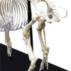 Esqueleto Natural de Porco Articulado (Sus Scrofa Domesticus)