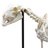 Esqueleto Natural de Ovino Articulado (Ovis Aires)