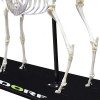 Esqueleto Natural de Ovino Articulado (Ovis Aires)