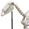 Esqueleto Natural Articulado de Equino ( Equus Ferus Caballus)