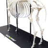 Esqueleto Natural Articulado de Boi (BosTaurus)