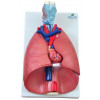 Sistema Respiratório em 7 Partes