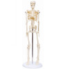 Esqueleto Humano de 45 cm com Haste e Suporte