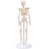 Esqueleto Humano de 20 cm com Suporte
