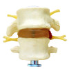 Modelo 2 Vértebras Lombares 2 Peças em tamanho natural