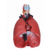 Sistema Respiratório 7 Partes Anatomic