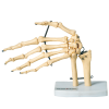 Esqueleto de Mão com Ossos do Punho