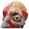 Cabeça com Músculos e Cérebro em 10 Partes Modelo Anatômico