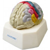 Cérebro com Região Funcional do Córtex Modelo Anatômico